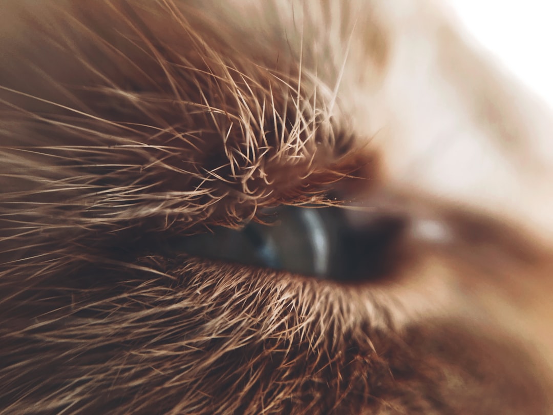 hybrid lash extensions detail — Luxury Lashes Federal Way WA